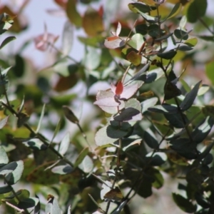 Eucalyptus crenulata at Mongarlowe, NSW - 21 Jun 2020