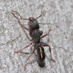 Rhytidoponera metallica (Greenhead ant) at Hackett, ACT - 9 Jun 2020 by TimL
