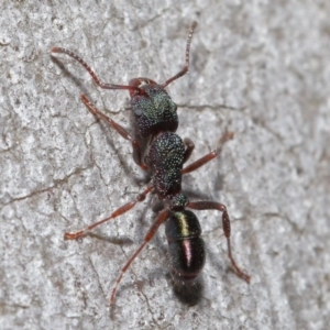 Rhytidoponera metallica at Hackett, ACT - 9 Jun 2020 11:26 AM