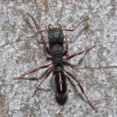 Rhytidoponera metallica at Hackett, ACT - 9 Jun 2020 11:26 AM