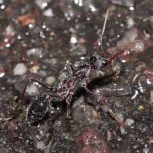 Myrmecia pyriformis at Acton, ACT - 21 Jun 2020 11:44 AM