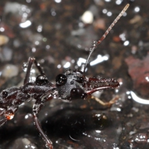 Myrmecia pyriformis at Acton, ACT - 21 Jun 2020