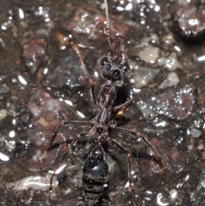 Myrmecia pyriformis at Acton, ACT - 21 Jun 2020