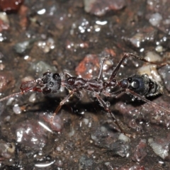 Myrmecia pyriformis at Acton, ACT - 21 Jun 2020