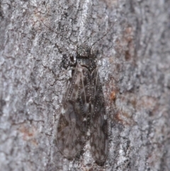 Psocodea 'Psocoptera' sp. (order) (Unidentified plant louse) at Hackett, ACT - 9 Jun 2020 by TimL