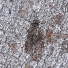 Psocodea 'Psocoptera' sp. (order) at Hackett, ACT - 9 Jun 2020