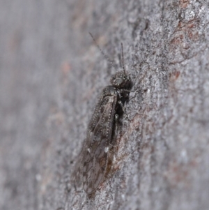 Psocodea 'Psocoptera' sp. (order) at Hackett, ACT - 9 Jun 2020 12:07 PM