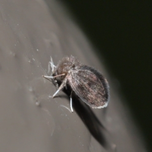 Psychodidae sp. (family) at Acton, ACT - 9 Jun 2020