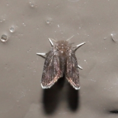 Psychodidae sp. (family) at Acton, ACT - 9 Jun 2020