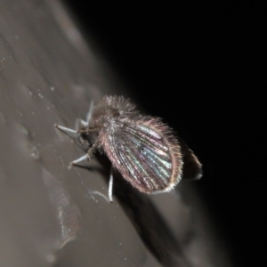 Psychodidae sp. (family) at Acton, ACT - 9 Jun 2020