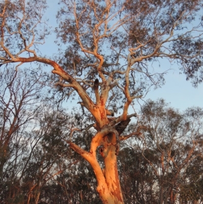 Eucalyptus mannifera (Brittle Gum) at Yarralumla, ACT - 29 Feb 2020 by michaelb