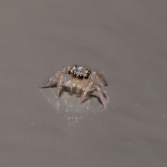 Prostheclina sp (genus) (A jumping spider) at ANBG - 14 Jun 2020 by TimL