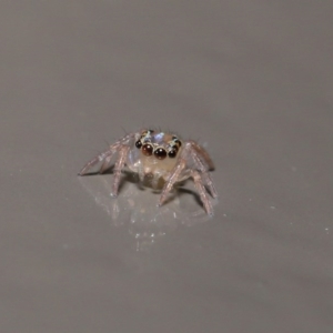 Prostheclina sp (genus) at Acton, ACT - 14 Jun 2020