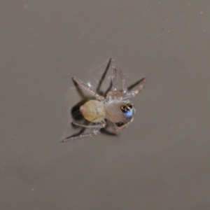 Prostheclina sp (genus) at Acton, ACT - 14 Jun 2020 12:26 PM