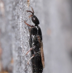 Bethylidae (family) at Hackett, ACT - 9 Jun 2020