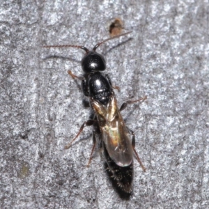 Bethylidae (family) at Hackett, ACT - 9 Jun 2020