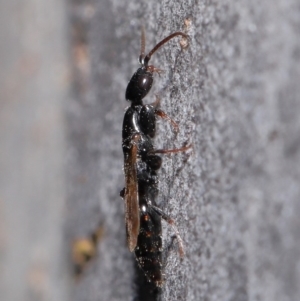 Bethylidae (family) at Hackett, ACT - 9 Jun 2020