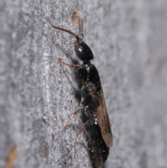 Bethylidae (family) at Hackett, ACT - 9 Jun 2020