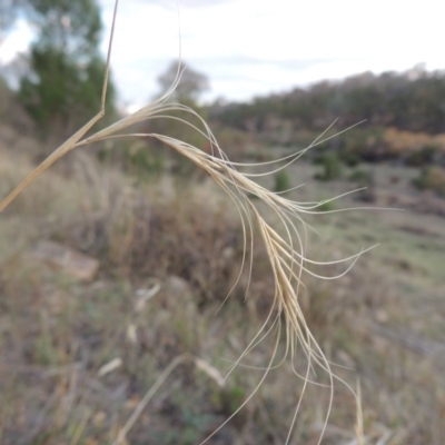 Anthosachne scabra (Common Wheat-grass) at Tuggeranong DC, ACT - 20 Feb 2020 by michaelb