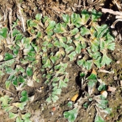 Riccia papulosa (A liverwort) at Hackett, ACT - 11 Mar 2020 by RWPurdie