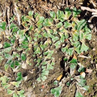 Riccia papulosa (A liverwort) at Hackett, ACT - 11 Mar 2020 by RWPurdie