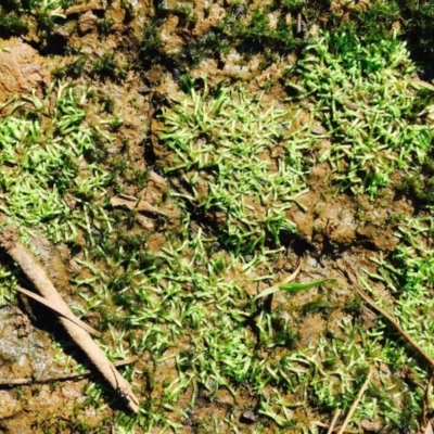 Riccia duplex var. megaspora at O'Connor, ACT - 11 Mar 2020 by RWPurdie