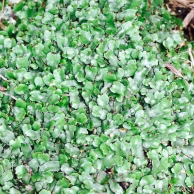 Asterella drummondii (A thallose liverwort) at Hackett, ACT - 14 Apr 2020 by RWPurdie