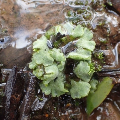 Riccia crystallina (Blue Crystalwort) at ANBG South Annex - 15 Jun 2020 by RWPurdie