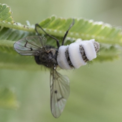 Entomophthora sp. (genus) (Puppeteer Fungus) at Dunlop, ACT - 16 Jun 2020 by Alison Milton