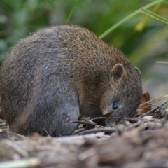 Isoodon obesulus obesulus (Southern Brown Bandicoot) at Tidbinbilla Nature Reserve - 19 Jun 2020 by Bernadette