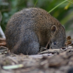 Isoodon obesulus obesulus at Paddys River, ACT - 19 Jun 2020