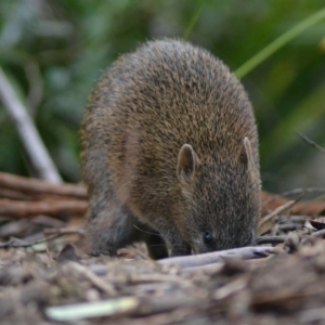 Isoodon obesulus obesulus at Paddys River, ACT - 19 Jun 2020