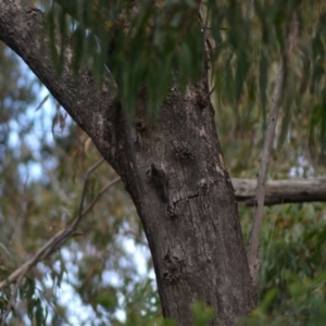 Cormobates leucophaea at Paddys River, ACT - 19 Jun 2020 11:40 AM