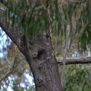 Cormobates leucophaea at Paddys River, ACT - 19 Jun 2020 11:40 AM