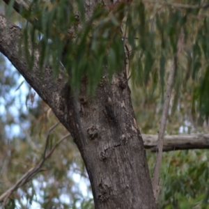 Cormobates leucophaea at Paddys River, ACT - 19 Jun 2020 11:40 AM