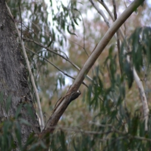 Cormobates leucophaea at Paddys River, ACT - 19 Jun 2020 11:40 AM