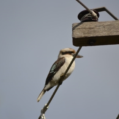 Dacelo novaeguineae (Laughing Kookaburra) at Macgregor, ACT - 22 Jun 2020 by Bernadette