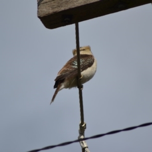 Dacelo novaeguineae at Macgregor, ACT - 22 Jun 2020