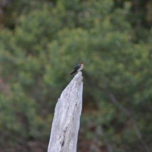 Hirundo neoxena at Paddys River, ACT - 22 Jun 2020