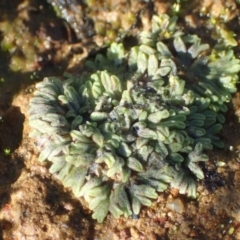Riccia subbifurca (Liverwort) at Mount Ainslie - 14 May 2020 by RWPurdie