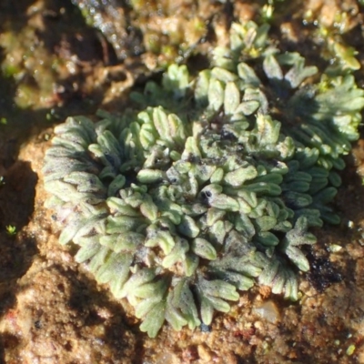 Riccia subbifurca (Liverwort) at Majura, ACT - 15 May 2020 by RWPurdie
