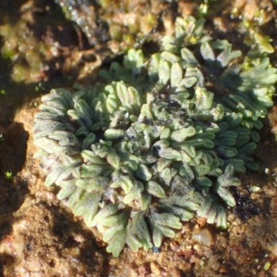 Riccia subbifurca (Liverwort) at Majura, ACT - 14 May 2020 by RWPurdie