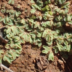 Riccia sorocarpa (Common Crystalwort) at Majura, ACT - 15 May 2020 by RWPurdie