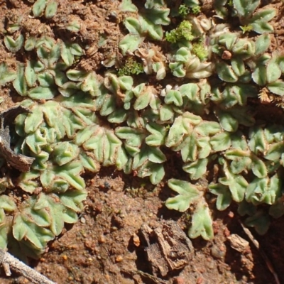 Riccia sorocarpa (Common Crystalwort) at Majura, ACT - 14 May 2020 by RWPurdie