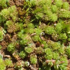 Fossombronia sp. (genus) (A leafy liverwort) at Majura, ACT - 14 May 2020 by RWPurdie