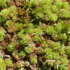 Fossombronia sp. (genus) (A leafy liverwort) at Majura, ACT - 15 May 2020 by RWPurdie