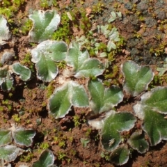 Riccia cartilaginosa (Liverwort) at Majura, ACT - 14 May 2020 by RWPurdie