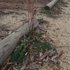 Hypericum perforatum (St John's Wort) at Mount Pleasant - 13 Jun 2020 by AndyRussell