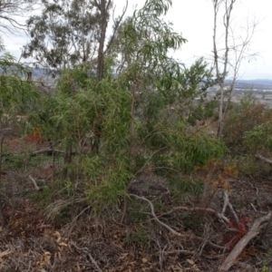 Acacia implexa at Campbell, ACT - 13 Jun 2020