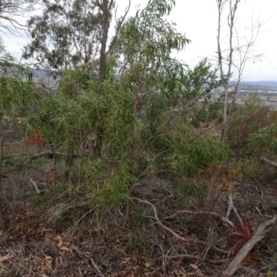 Acacia implexa (Hickory Wattle, Lightwood) at Mount Ainslie to Black Mountain - 13 Jun 2020 by AndyRussell